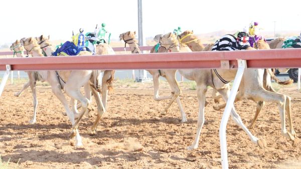 New Camel Races in Al Dhaid