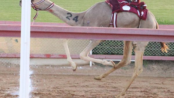 New Camel Races in Al Dhaid