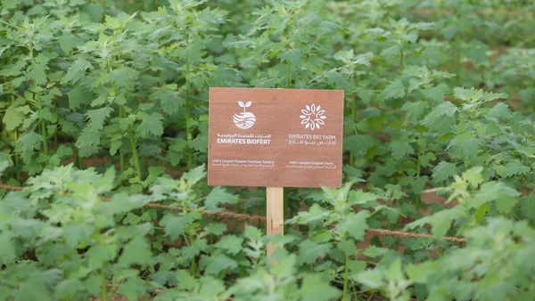 Harvest Festival at Expo City Farm