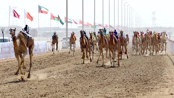 Camel Races Start in Al Wathba