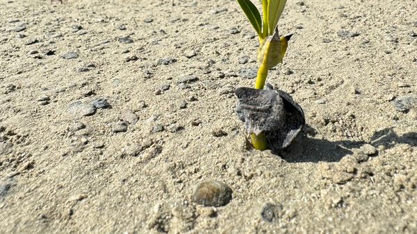 850K Mangroves Planted for COP28