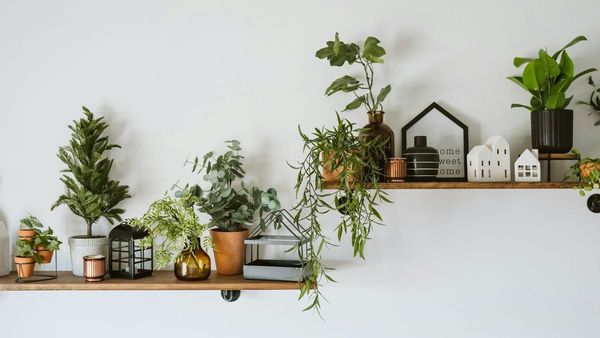 Clean Air Indoor Gardens in UAE