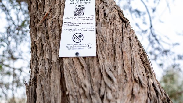 Environment Agency Expands Tree Numbering Program in Abu Dhabi