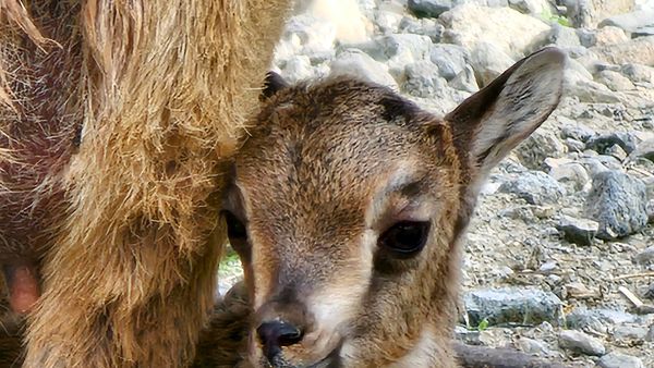 First Arabian Tahr Born in Sharjah