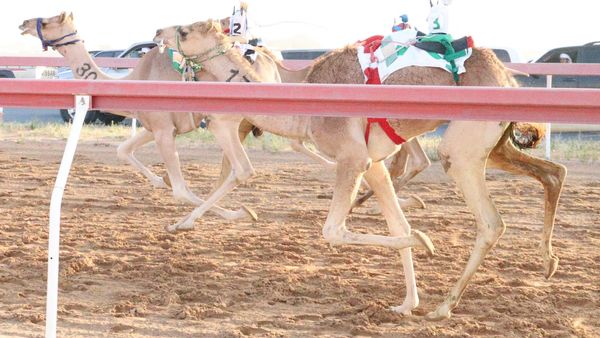 New Camel Races in Al Dhaid