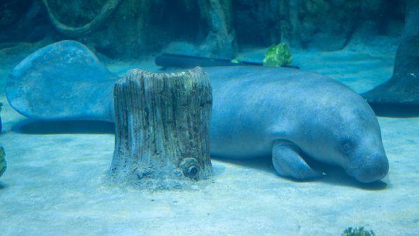 Aquarium and Muhammad Fund Bin Zayed Cooperate for Manatee Conservation