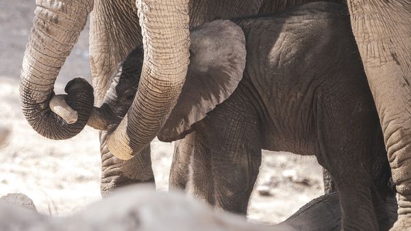 New Elephant Born at Sharjah Safari