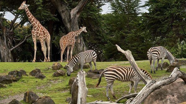 Free Eid Fun at Emirates Park Zoo