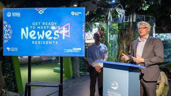 National Aquarium Abu Dhabi Welcomes African Manatees