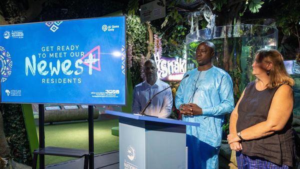 National Aquarium Abu Dhabi Welcomes African Manatees