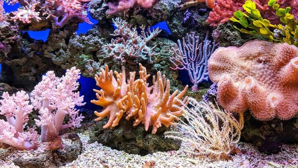 Largest Coral Restoration in Red Sea