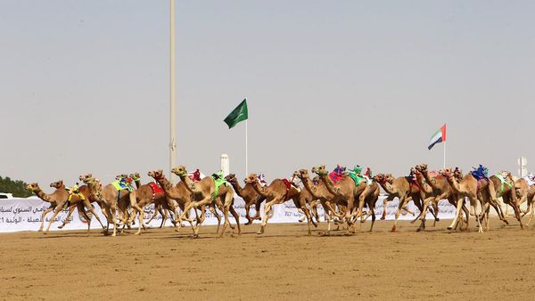 Camel Races Start in Al Wathba