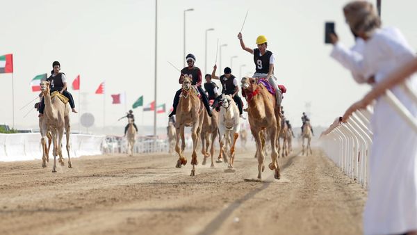 Camel Races Start in Al Wathba