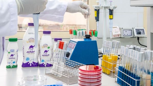 Nutritious Camel Milk Desserts