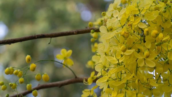 Vishu Festival  Kerala s New Year