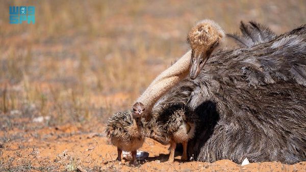 Ostriches Hatch in Saudi Reserve Ostriches Hatch in Saudi Reserve