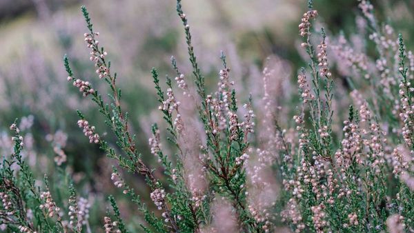 10 New Plants Discovered in Oman