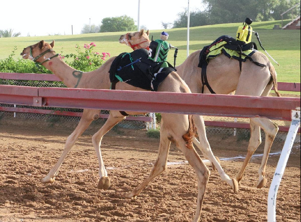 Wean-Age Camel Races in Sharjah