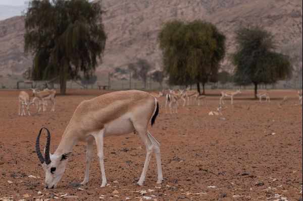 Sharjah’s Mleiha Park: Heritage & Eco-conservation