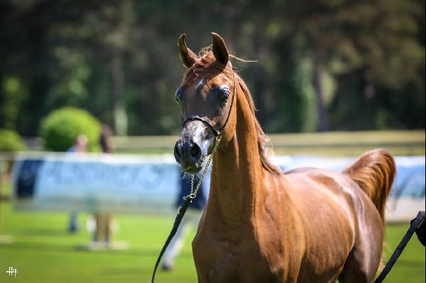 Arabian Horse World Cup in Fountainebleau