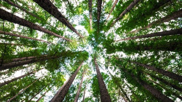 Hysata  Pioneering Affordable Green Hydrogen