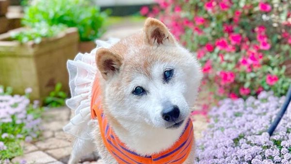 Kabosu  Dogecoin Mascot  Dies at 18