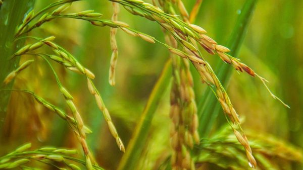Rice Straw Project Fights Gas Emissions