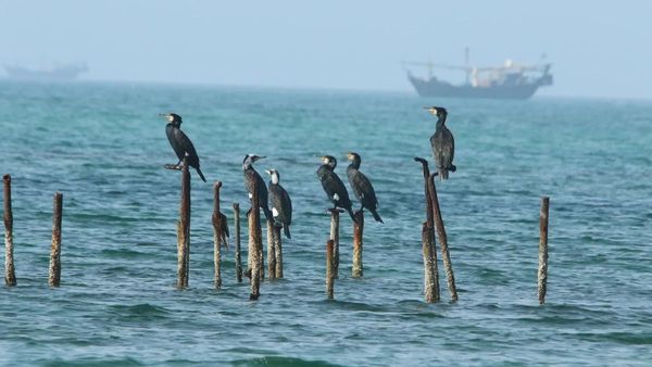 Saudi s Project to Protect Gulf Marine Life