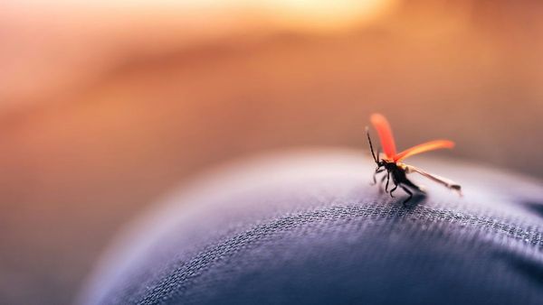 UAE Fights Dengue  409 Sites Cleared