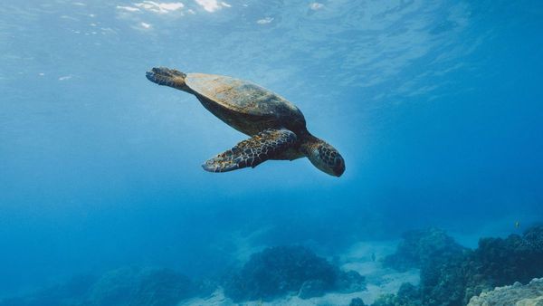 214 Turtles Reintroduced into Abu Dhabi Wild