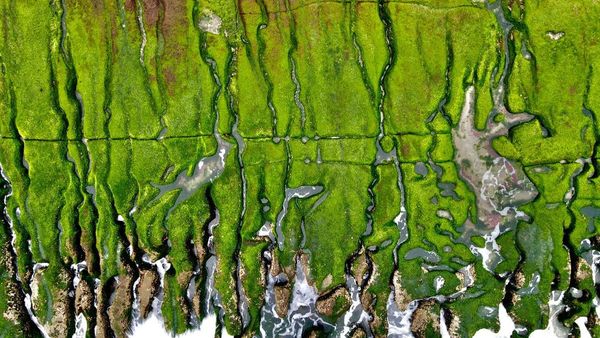 Algae  Future of Clean Energy