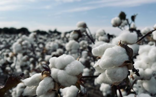 cotton