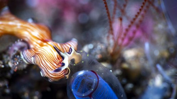 MENA Summit Focuses on Ocean Health