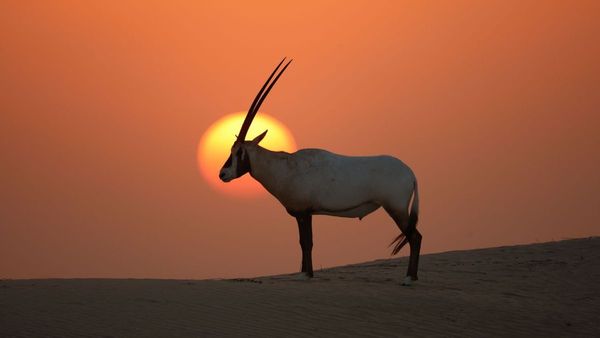 UAE Marks 9 Global Biodiversity Areas