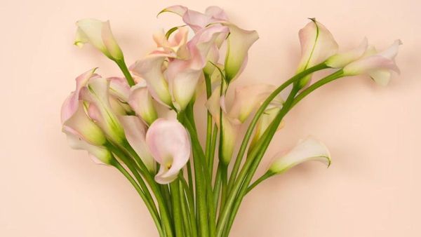 Unique Eid Al Adha Gifts at IGP