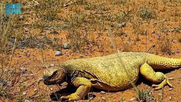 Saudi Reserve Saves Lizards Saudi Reserve Saves Lizards