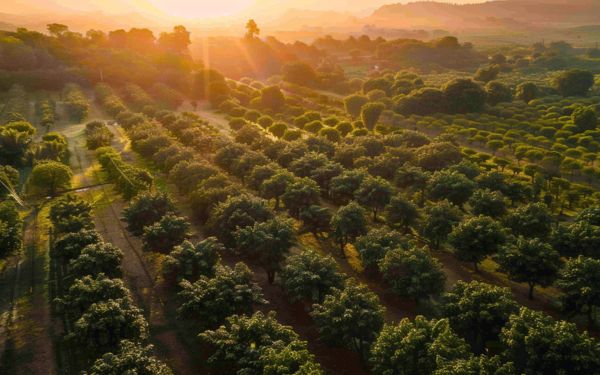 Mango Garden in India