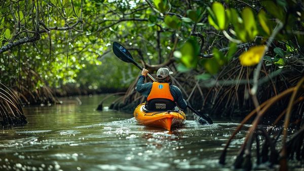Mangrove Park  Abu Dhabi s Nature Gem