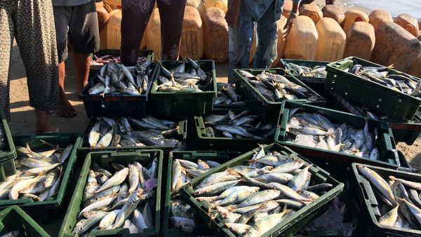 New Fish Import Strategies in Kuwait