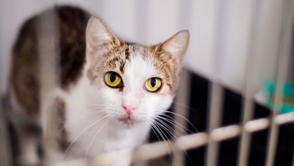 New Stray Animal Decree in Umm Al Quwain