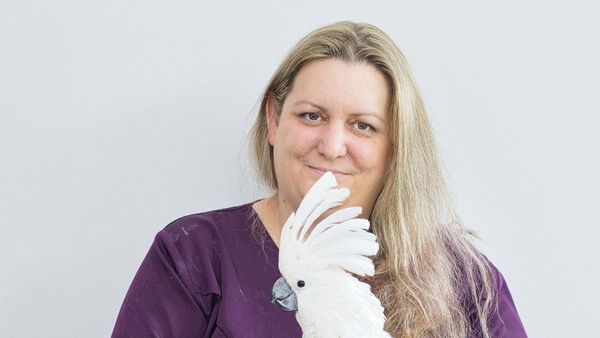 Summer Pet Safety in the UAE