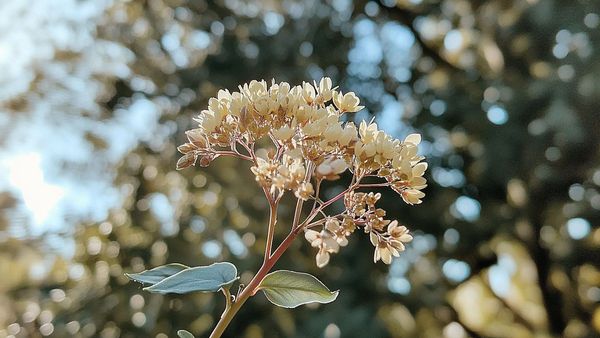 Canon EOS R50  A Compact Mirrorless Wonder For New Photographers