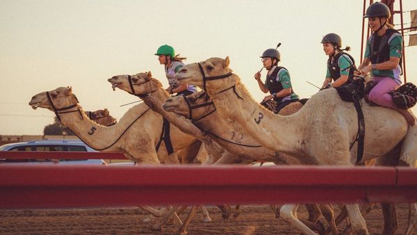 Dubai Jockeys in France s Debut Camel Race