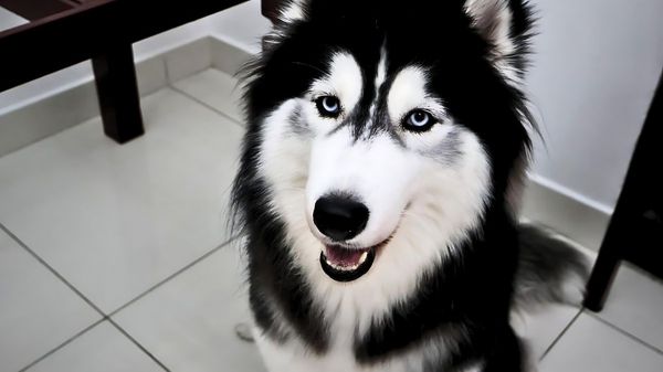 Canon EOS R50  A Compact Mirrorless Wonder For New Photographers