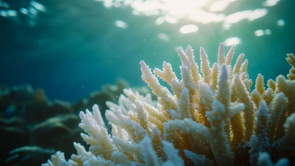 Reef Hits 400-Year Temperature Peak