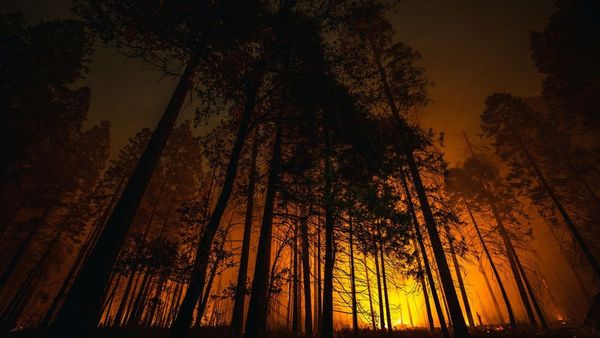 Rise in Global Wildfires