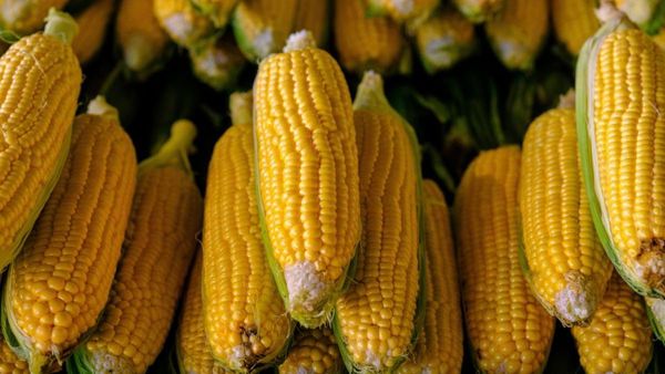 Summer s Best Corn Recipes
