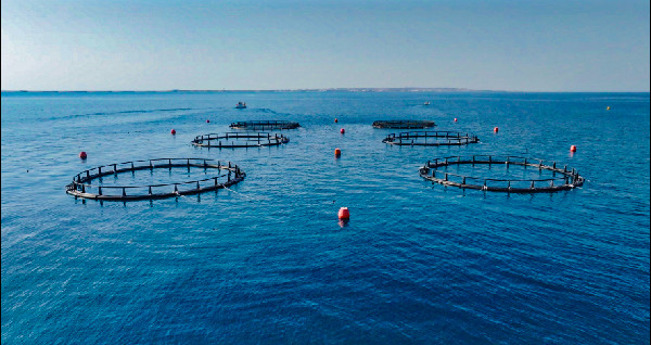 Sustainable Aquaculture in Abu Dhabi