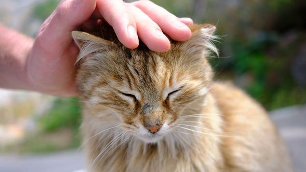 Why Petting Your Cat Causes Static Electricity Why Petting Your Cat Causes Static Electricity