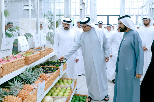 UAE Launches 'Plant the Emirates' Programme